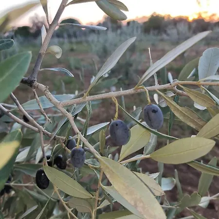 Alojamento de Acomodação e Pequeno-almoço Il Geco