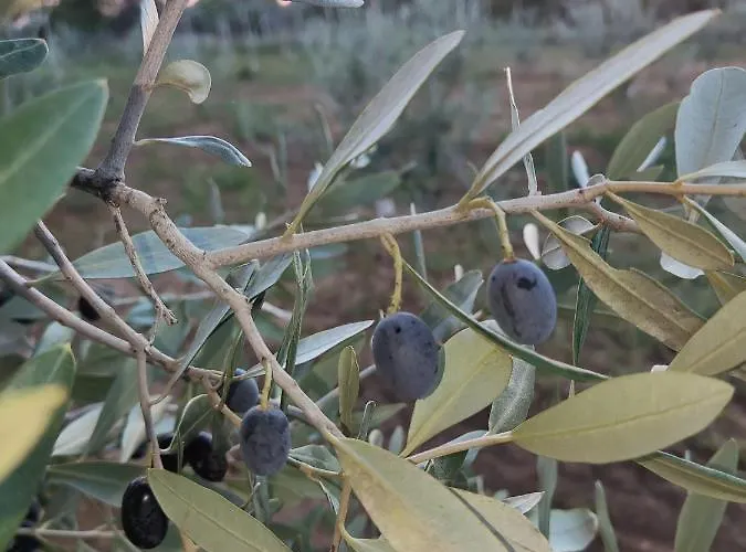 فندق مبيت وإفطار Il Geco